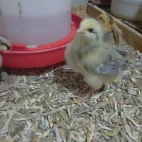 جوجه محلی جوجه بیست روزه