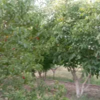 باغ|فروش دفتر صنعتی، کشاورزی، تجاری|اقبالیه, |دیوار