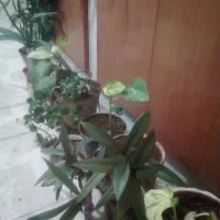 گل و گیاه|گل و گیاه طبیعی|اصفهان, قائمیه|دیوار