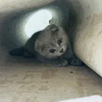 گربه