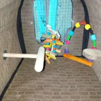 کیف حمل پرنده|لوازم جانبی حیوانات|تهران, هاشمی|دیوار