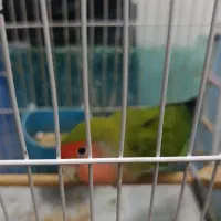 طوطی برزیلی 4ساله
