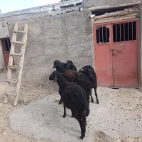 بره نر قره قزل|حیوانات مزرعه|ایجرود, |دیوار