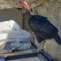 مرغ وخروس|حیوانات مزرعه|کرمانشاه, |دیوار