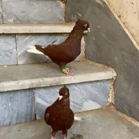 زردسرخ ا س ی ن م|پرنده|سقز, |دیوار