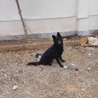 ژرمن بلک ماده|سگ|مینودشت, |دیوار