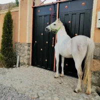 مادیان پرخون آبستن