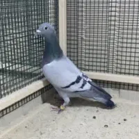 پنج عدد مسافتی پرواز بالا