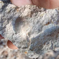 سنگ فسیل|کلکسیون اشیاء عتیقه|فیروزآباد (فارس), |دیوار