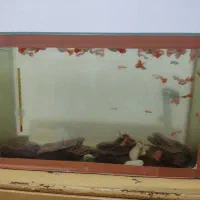 اکواریوم  با بیش از شصت ماهی گوپی رد فول البینو