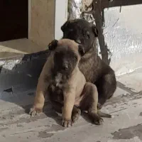 توله سگ سرابی دوماهه نر