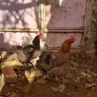 مرغ|حیوانات مزرعه|بردسکن, |دیوار