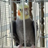 عروس هلندی|پرنده|فیروزآباد, |دیوار