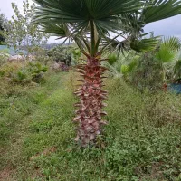 پالم تعداد ۵۵۰ تا  متراژ از ۱۴۰  تا ۱۷۰  فقط تنه