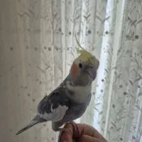 دو عدد عروس هلندی نر دستی سخنگو