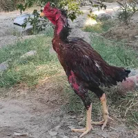 خروس لاری پرمرغ قیمت 4