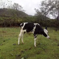 گاو.گوساله هلشتاین اصیل|حیوانات مزرعه|رانکوه, |دیوار