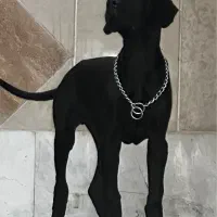 سگ گریت دین