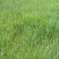 زمین کشاورزی واسه کرایه