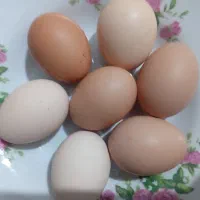 تخم مرغ رسمی محلی درشت وتازه