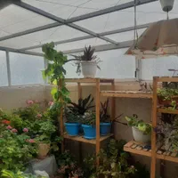 ویلایی گلدیس (موارد دیگر موجود)