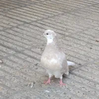 کبوتر فوق پرش|پرنده|گرگان, |دیوار