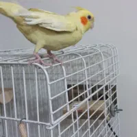 عروس هلندی لوتینو|پرنده|محمدشهر, جعفرآباد|دیوار