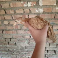 جوجه لاری|حیوانات مزرعه|گرگان, |دیوار