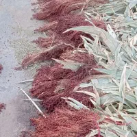 جارو ،رسیده وبزرگ