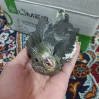 جوجه عروس