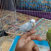 تو عدد مرغ عشق رام ۶۰۰تومان|پرنده|چابهار, |دیوار