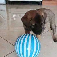 توله سگ محلی سالم|سگ|سبزوار, هویزه|دیوار