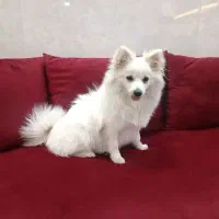 سگ پامرانین روبای اصیل
