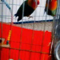 کوتوله مولدبا تخم قیمت مناسب فقط معاوضه با گردو|پرنده|کاشان, سلطان امیر احمد|دیوار