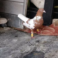 حفت ابلغ افغانی ضمانت همه چی