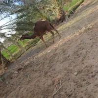 شترنرفروشی|حیوانات مزرعه|دلگان, |دیوار