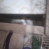 فروش عروس هلندی|پرنده|شاهین‌شهر, شهرک پردیس|دیوار