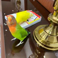 دو عدد طوطی برزیلی|پرنده|ماهدشت, |دیوار