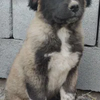 سگ نرو ماده قدرجونی