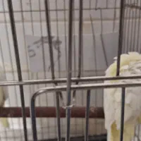 عروس هلندی|پرنده|قم, شهر قائم|دیوار