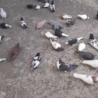 کفتر کبوتر|پرنده|مشهد, شهید جنگی|دیوار