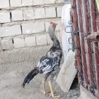 جوجه خروس|حیوانات مزرعه|ایرانشهر, |دیوار