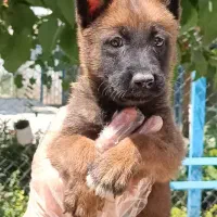 سگ مالینویز بلک فیس