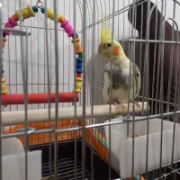 طوطی عروس  با قفس