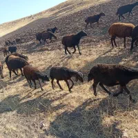 بره نر و ماده قره قزل اصیل