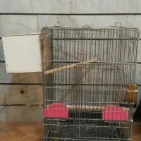 عروس هلندی شاه طوطی قفس پرنده.خریدار پرنده|پرنده|کرج, حصارک بالا|دیوار