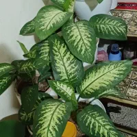 گل های شاداب و زیبا