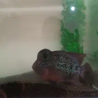 فلاور|ماهی|ارومیه, |دیوار