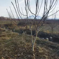 درخت گردو|خدمات باغبانی و درختکاری|مشگین شهر, |دیوار