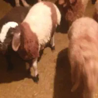 ۱۲بره ۳تاماه۹تا نر کیلو ۳۵۰|حیوانات مزرعه|دهدشت, |دیوار